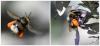 Bombus sp.